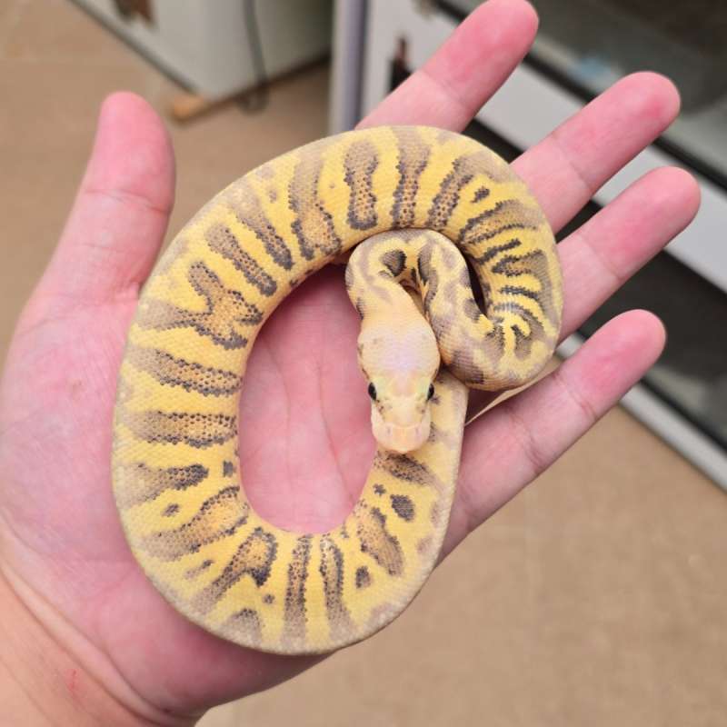 Super Pastel Spotnose Clown