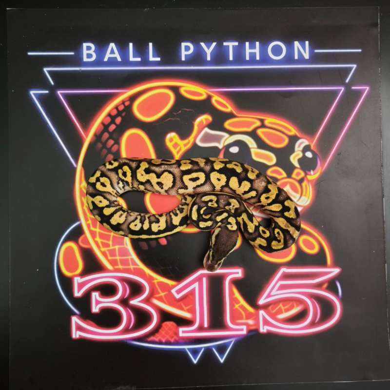 Ball Python Pastel Yellow Belly Poss Het DG