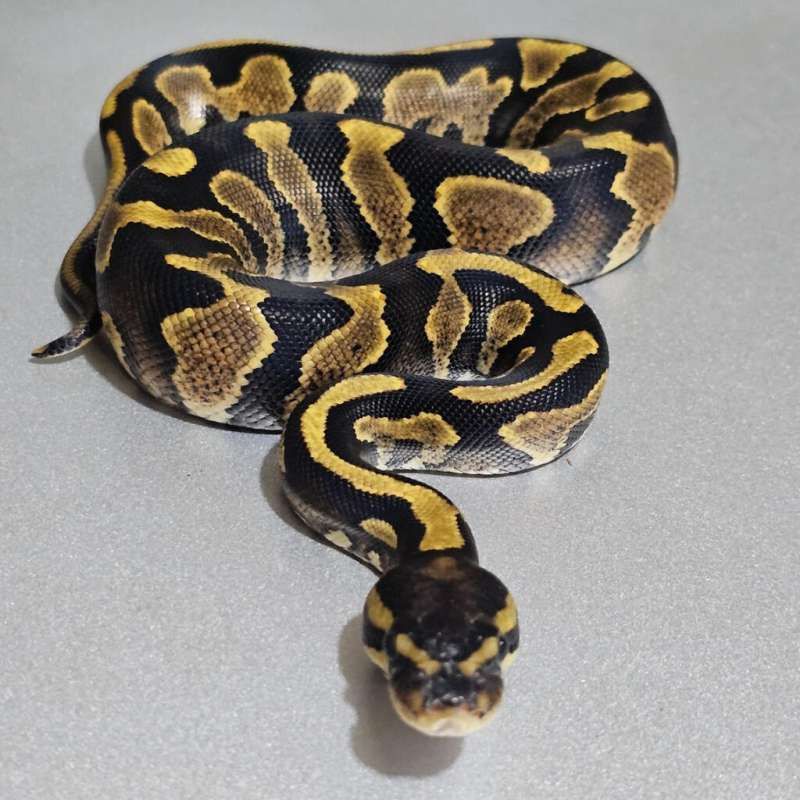 Yellowbelly het Pied