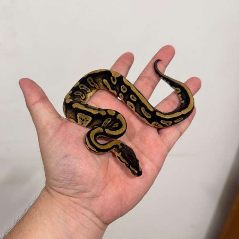 WOOKIE DOUBLE HET PIED CLOWN [MALE POWERHOUSE]