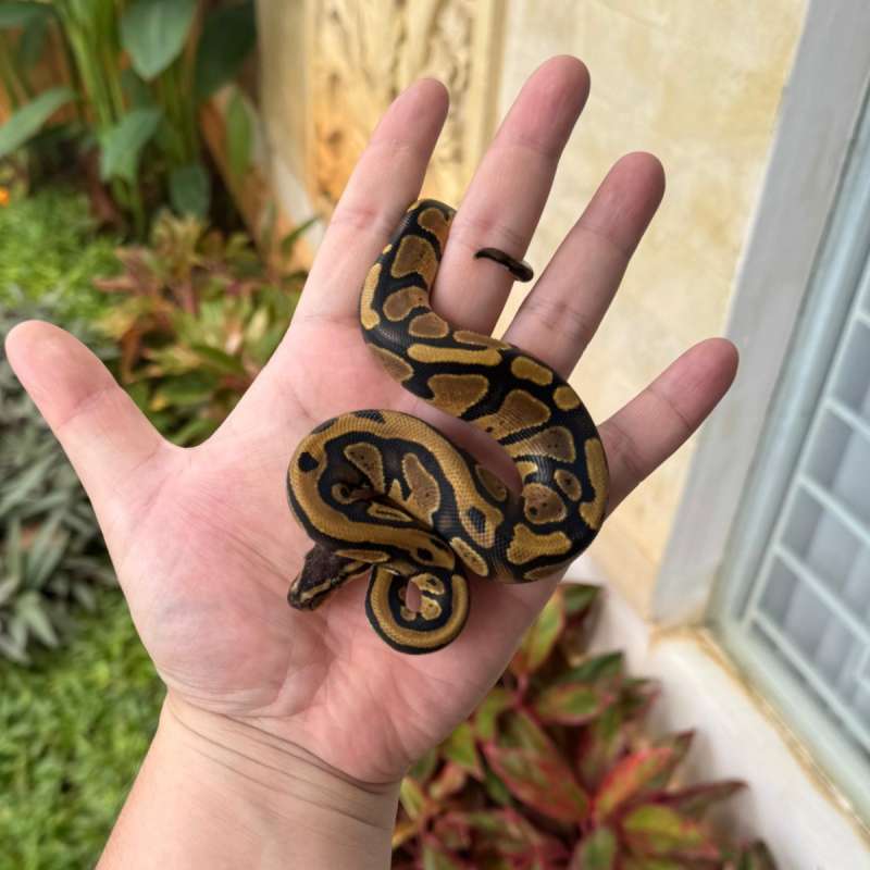 DOUBLE HET PIED CLOWN F