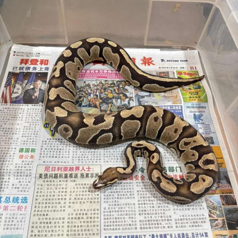 F FIRE MICROSCALE PH ALBINO ADULT READY TO PAIR [BAHAN SCALELESS]