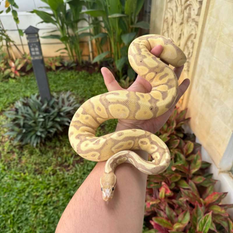 M BANANA FIRE MICROSCALE PH ALBINO ADULT