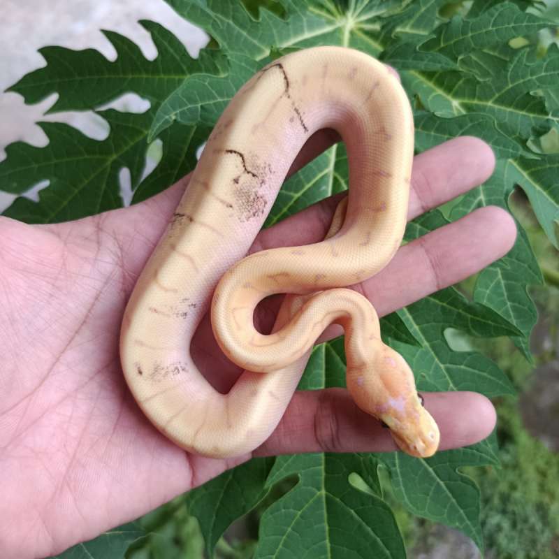 banana spiner paradox