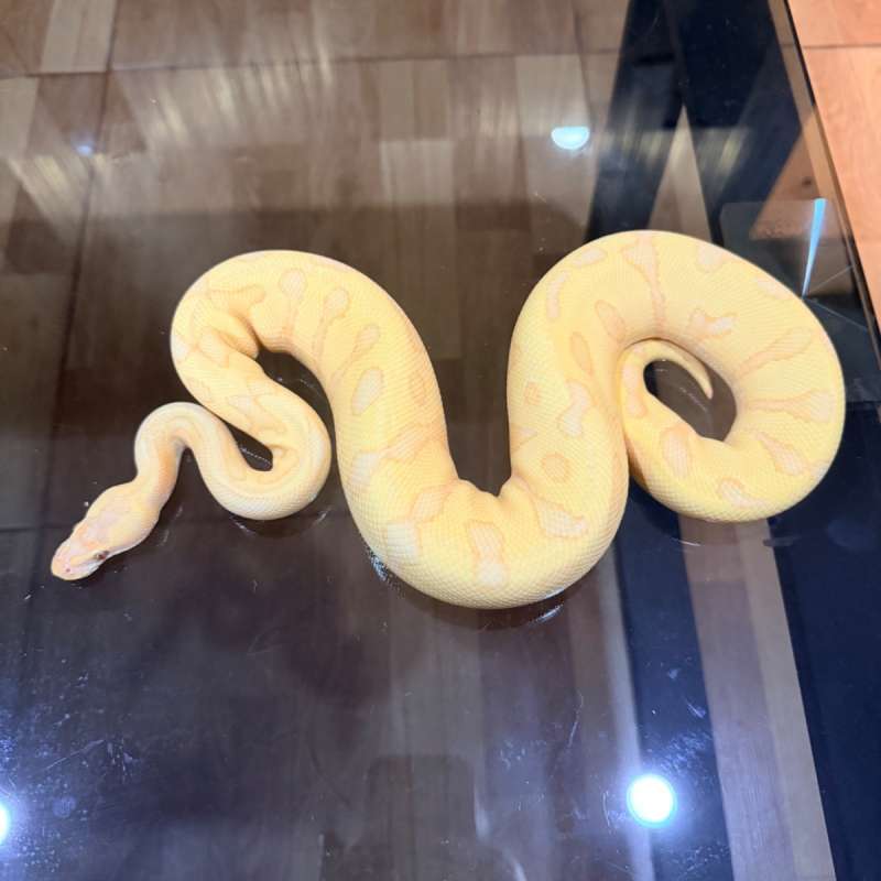 Leopard enchi lavender het clown