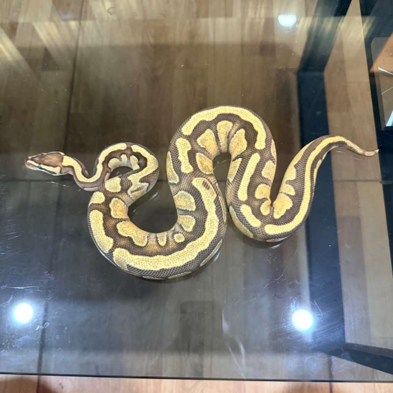 Fire enchi het tristripe lavender