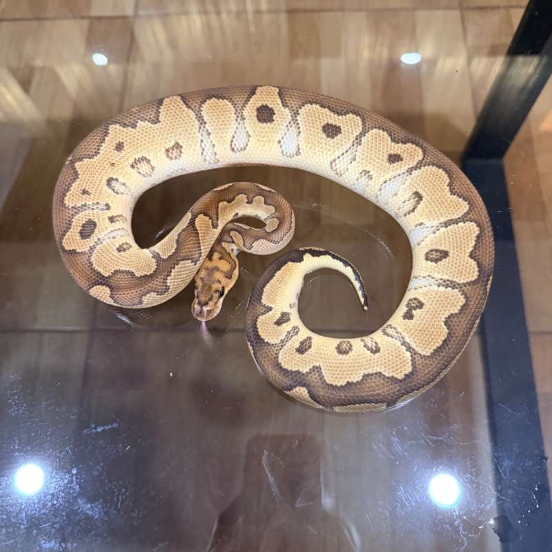 Special clown poss het lavender