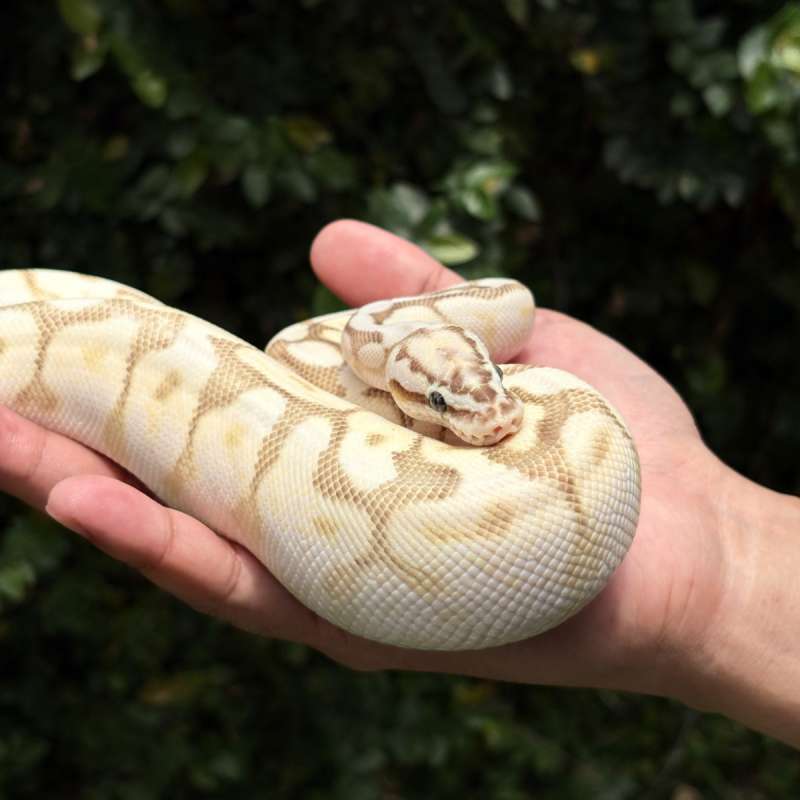 Butter Fire Pastel Spider poss. OD