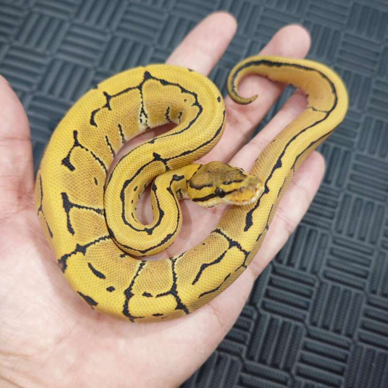 M DG Pins pos OD 66% Het Clown/Cryptic