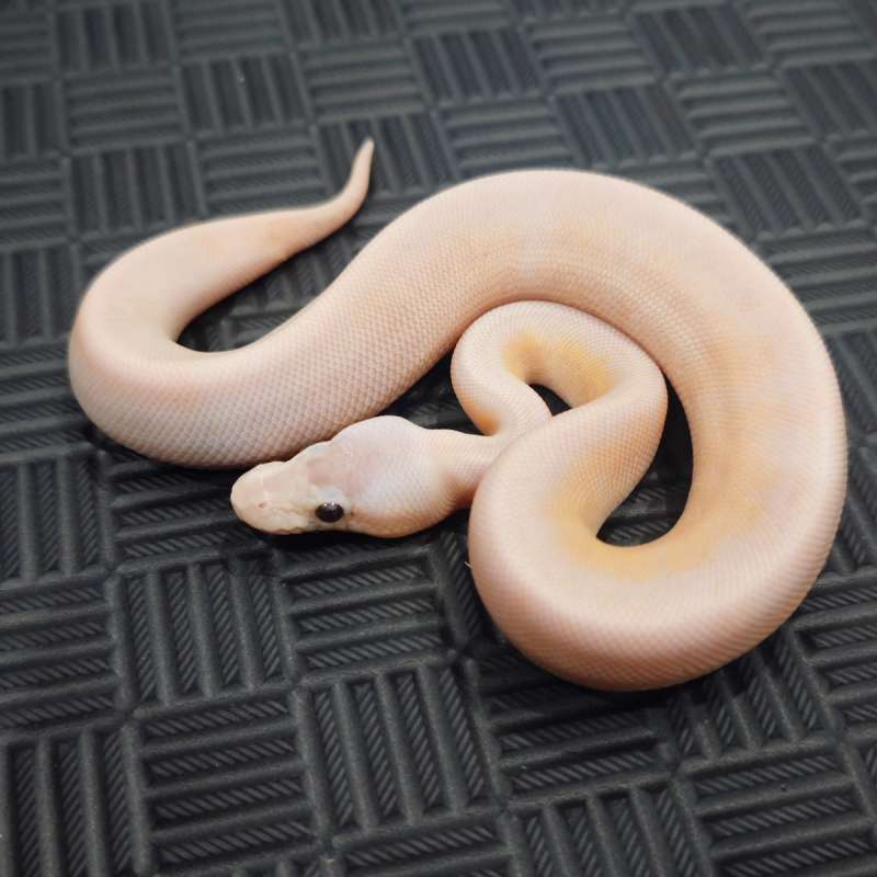 M Banana Cinnamon Ivory Pos Leo Pins Pastel