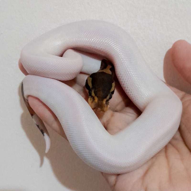 Black Pastel Piebald