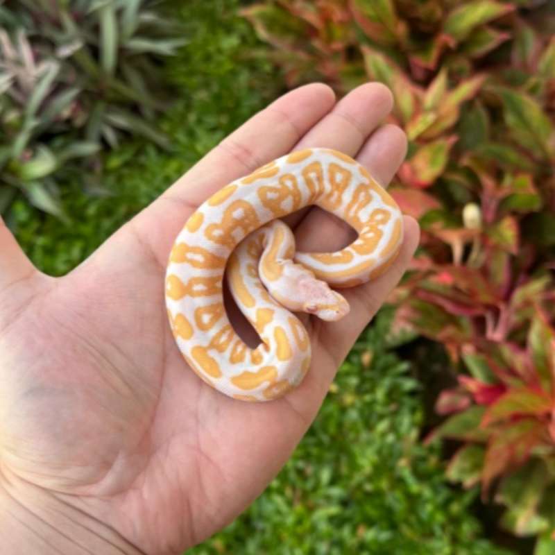 F BLACK PASTEL TOFFINO PH PIED