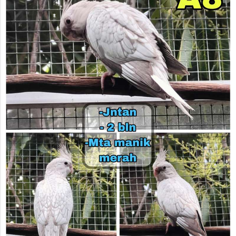 Burung Falk Wf split bino