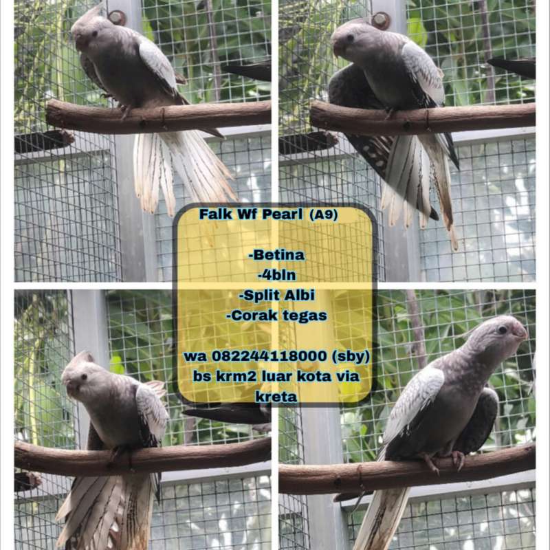 Burung Falk Wf split bino