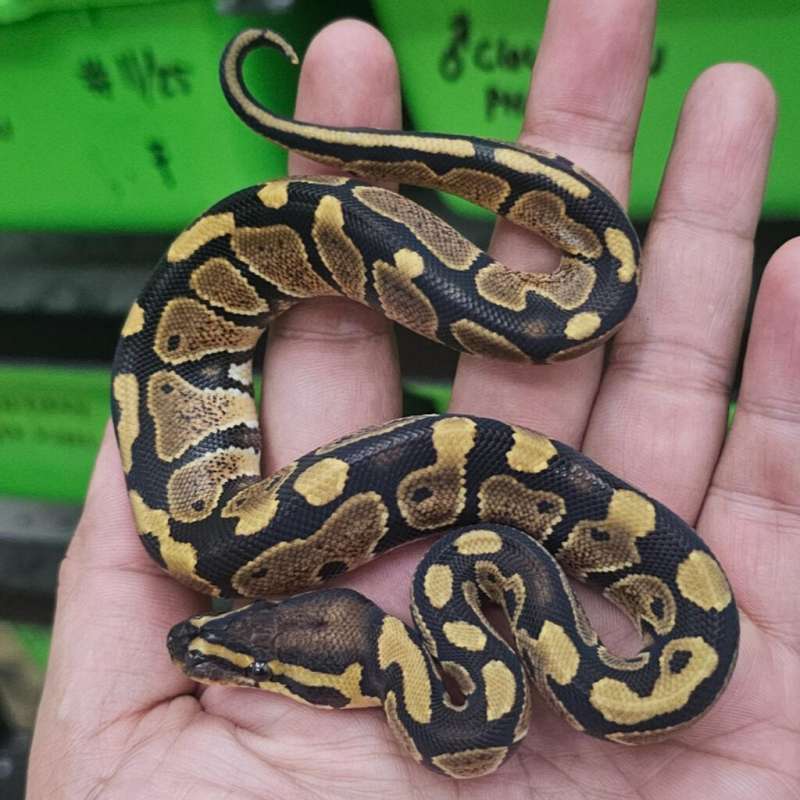 DOUBLE HET PIED LAVENDER POSS HET CLOWN