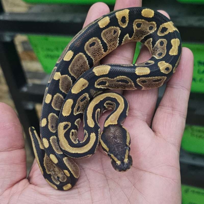 DOUBLE HET PIED LAVENDER POSS HET CLOWN