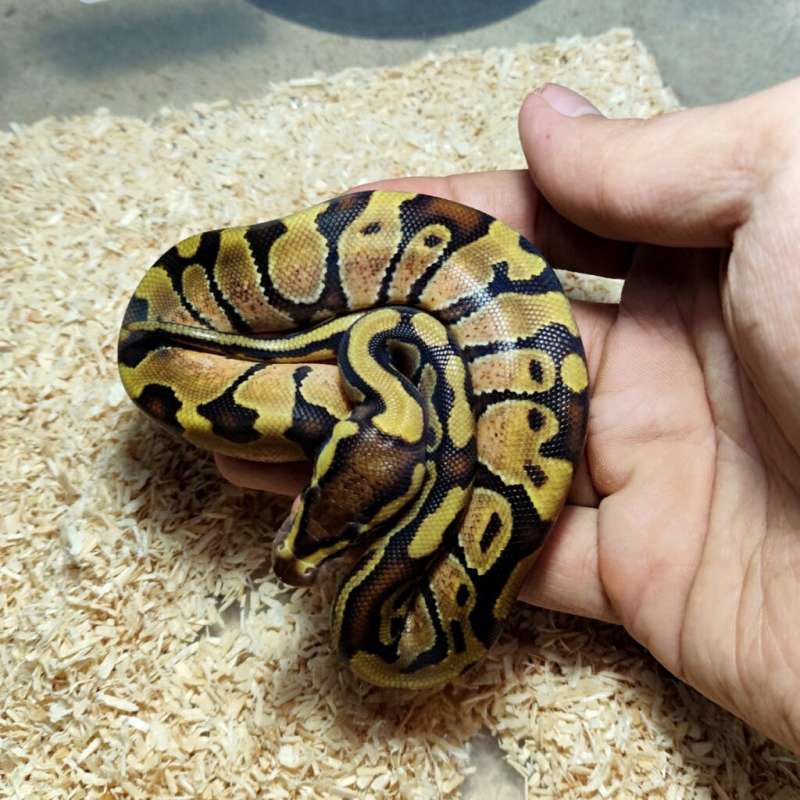 Enchi het hypo
