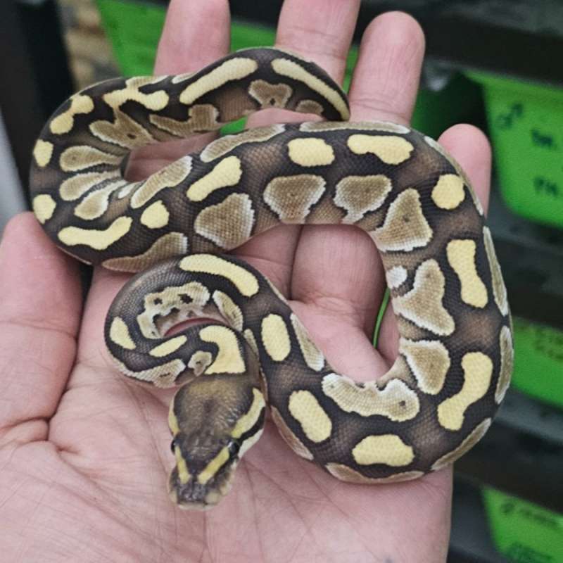 LESSER HET CLOWN POSS HET ALBINO
