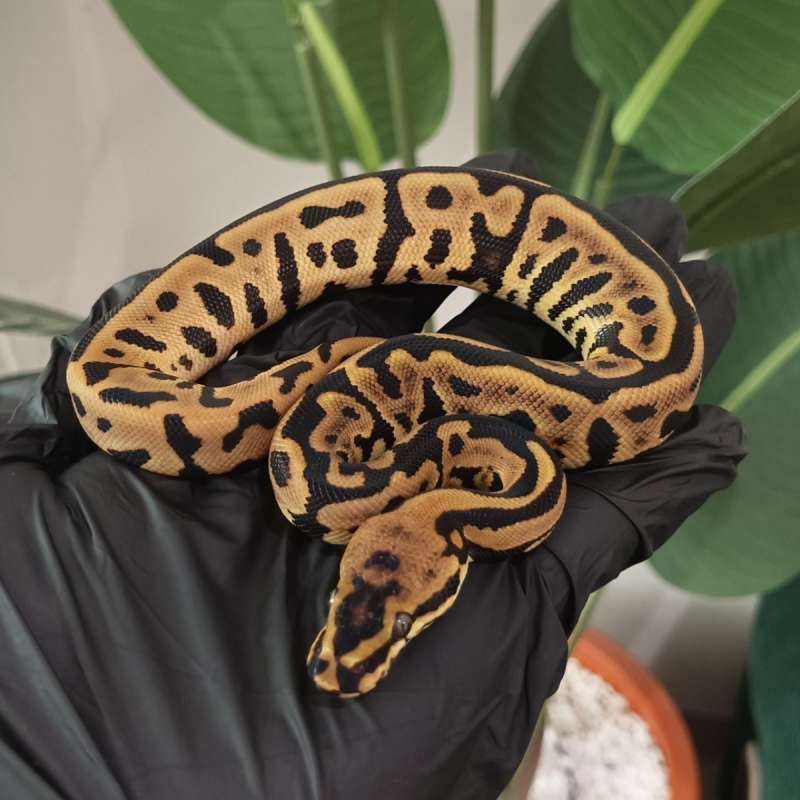 M - Spotnose Leopard Het Clown