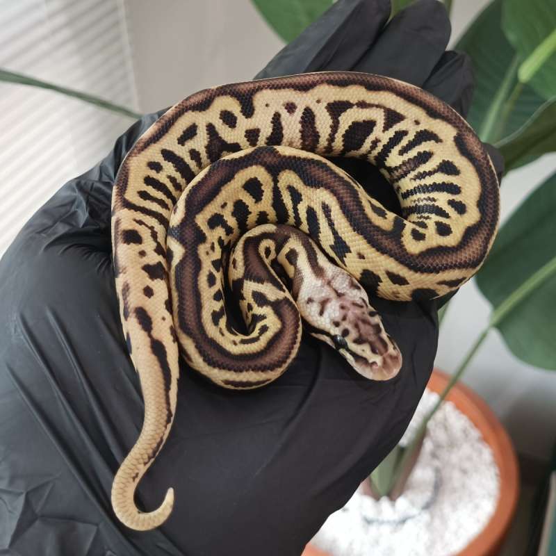 M - Pastel Spotnose Leopard Het Clown