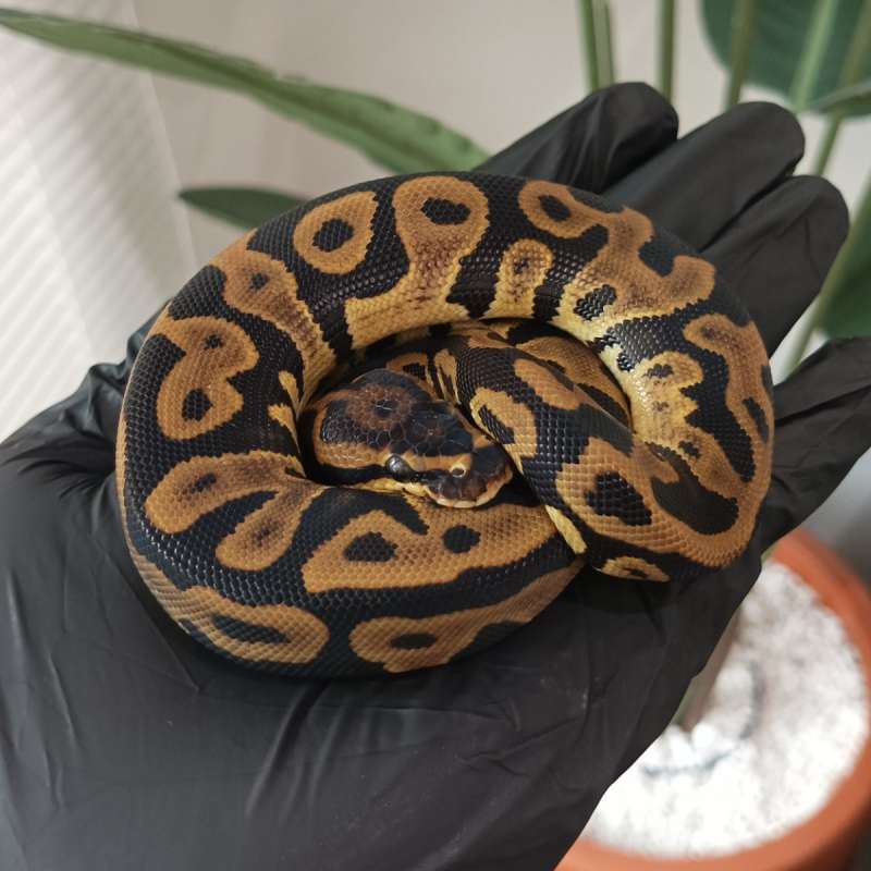 M - Leopard Het Clown