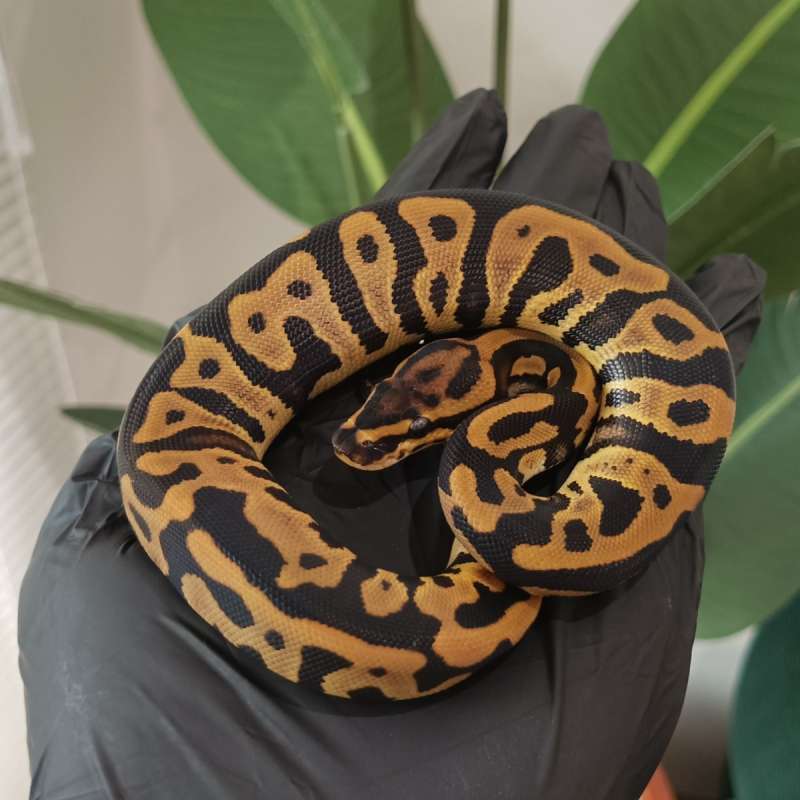 F - Leopard Het Clown