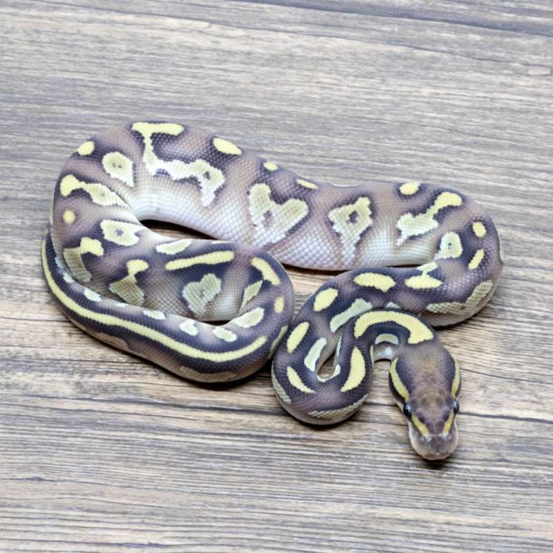 LEOPARD LESSER HET CLOWN