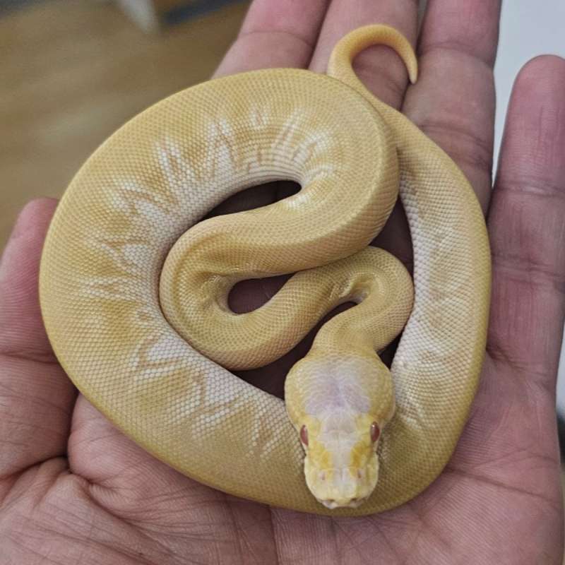 ALBINO MOJAVE PINSTRIPE PASTEL BLACK PASTEL