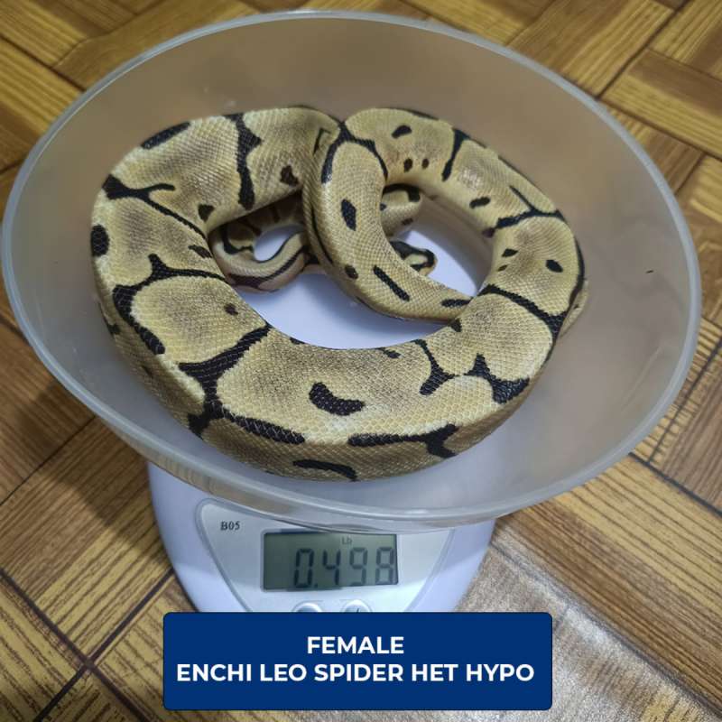 FEMALE ENCHI LEO SPIDER HET HYPO
