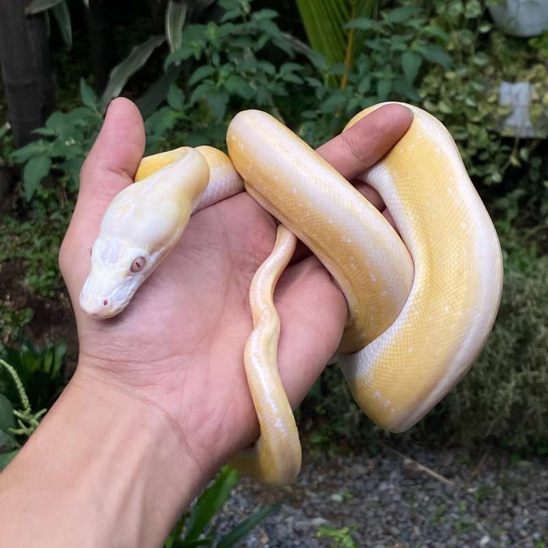 super tiger sunfire motley citron white phase