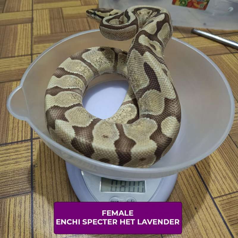 FEMALE ENCHI SPECTER HET LAVENDER