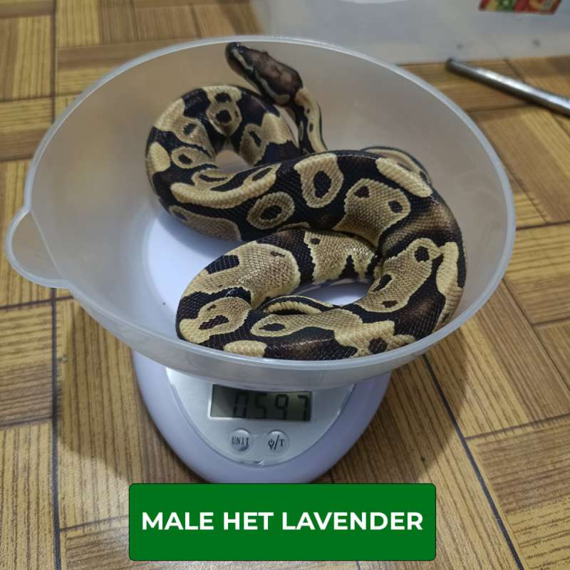 MALE HET LAVENDER