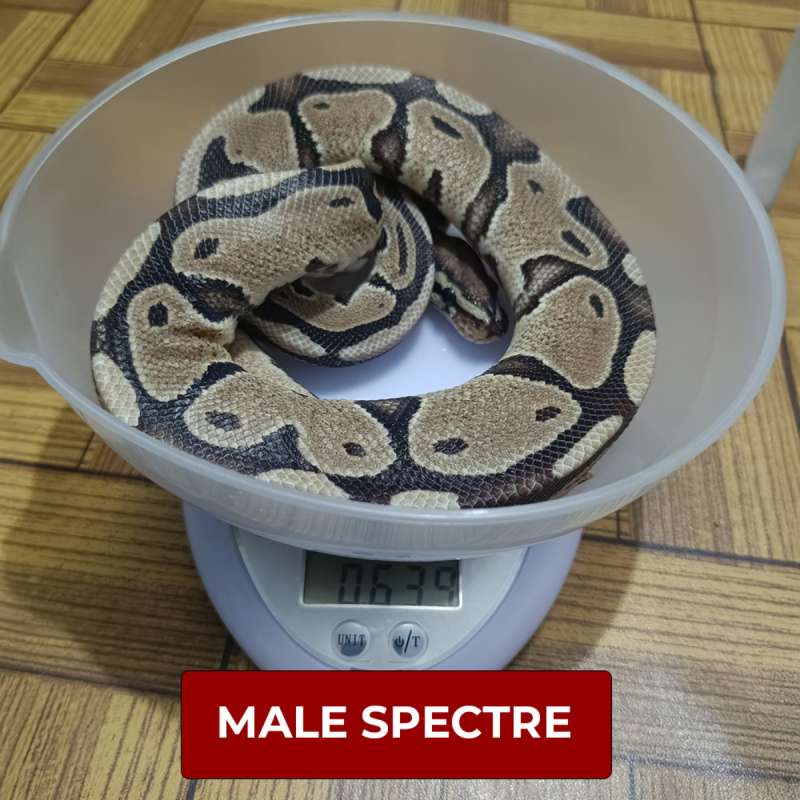 MALE SPECTRE
