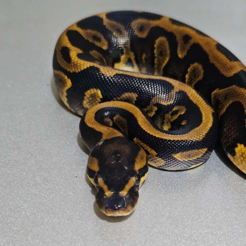 🔥Leopard Yb het Pied