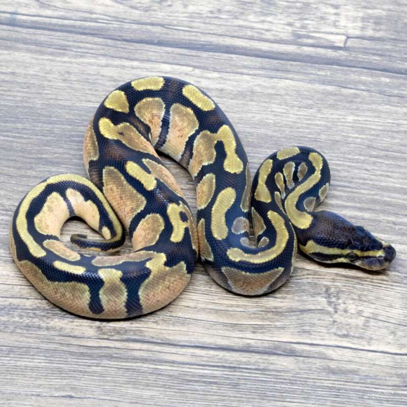 ORANGE DREAM HET PIED