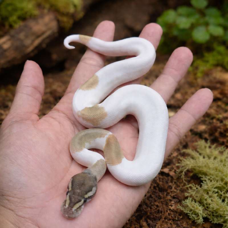 Ballpython Mojave Blackpastel Pied