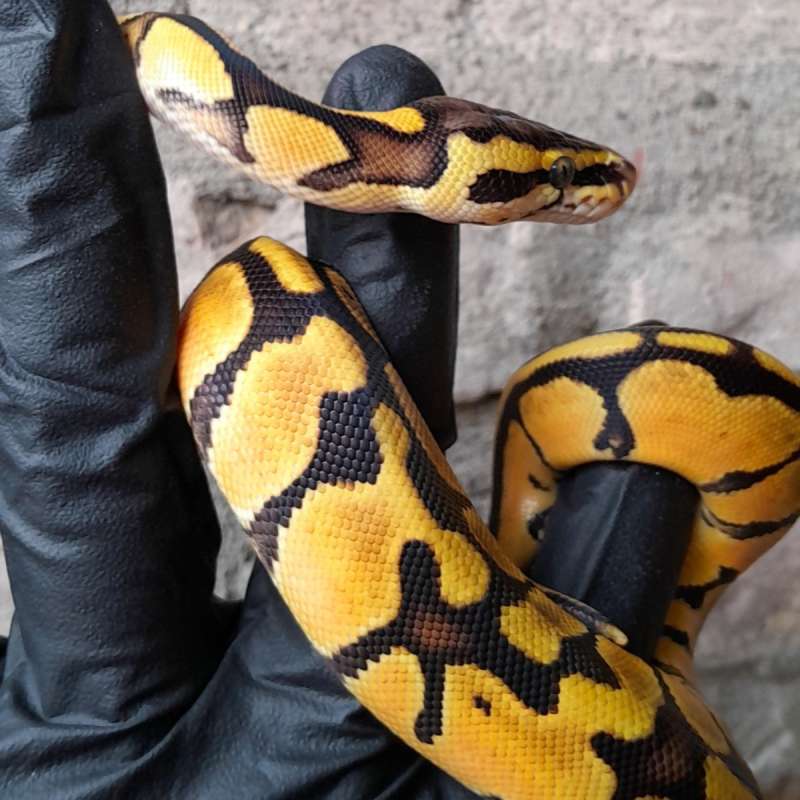 Enchi Pastel poss.Orange dream
