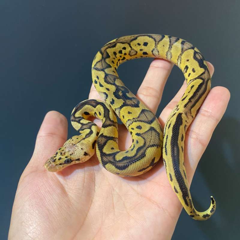 M - Pastel Clown ph 66% DG