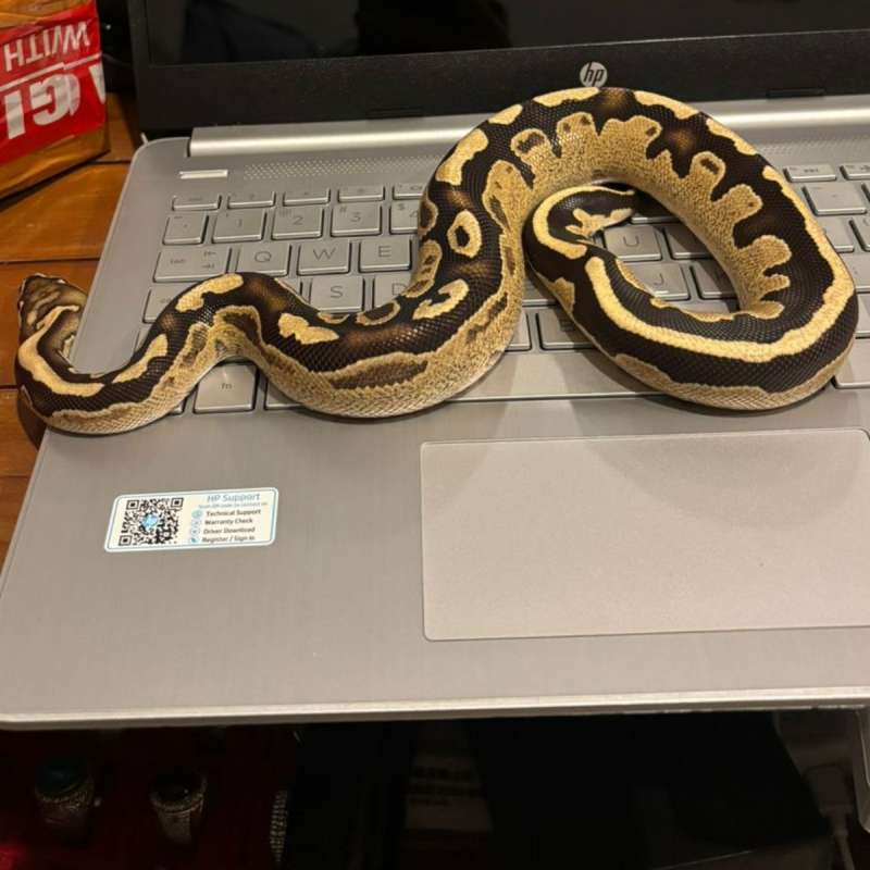 Fire Yellowbely Het Tristripe (Jelas Terlihat, Good, BabyUP)