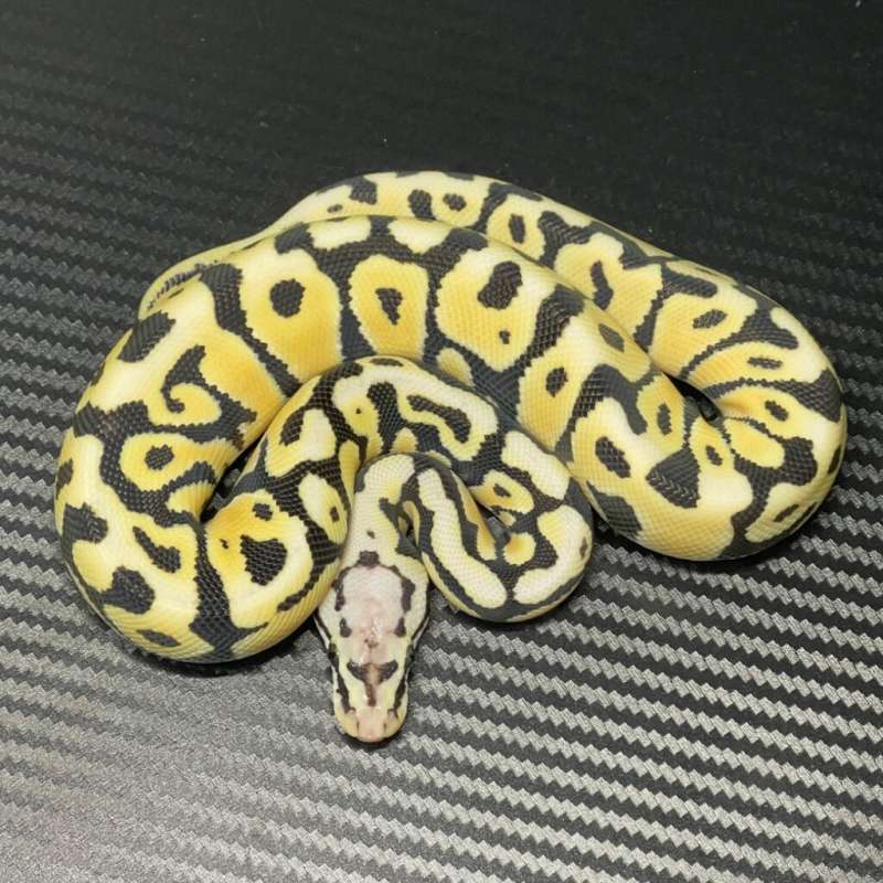 M PASTEL DESSERT GHOST HET CLOWN