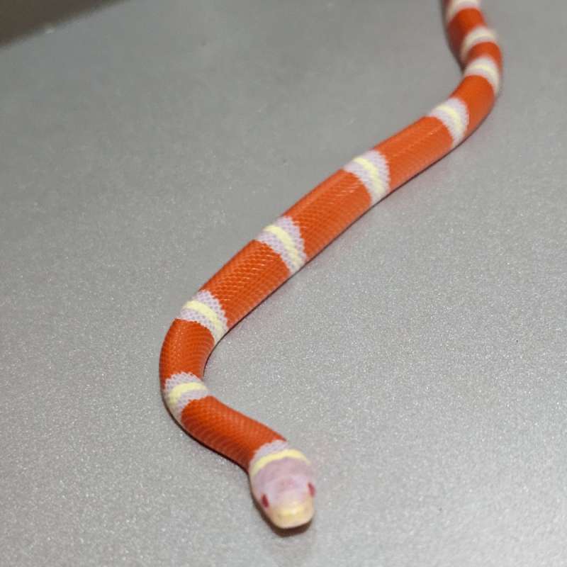 Ms Nelsoni Albino