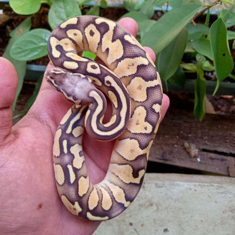 Lesser Pastel Yellow Belly Female