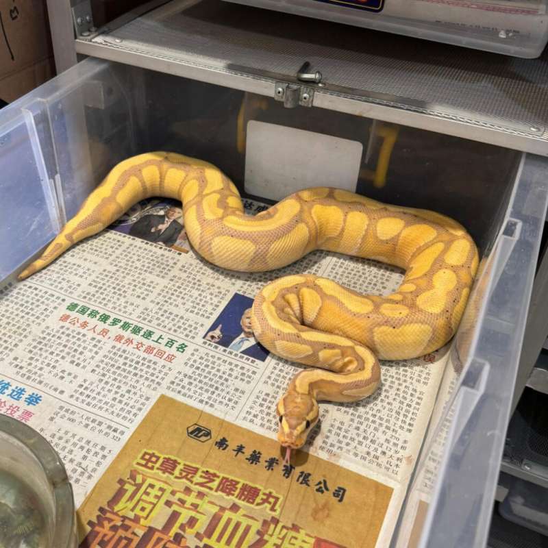 F BANANA ENCHI WOOKIE HET CLOWN