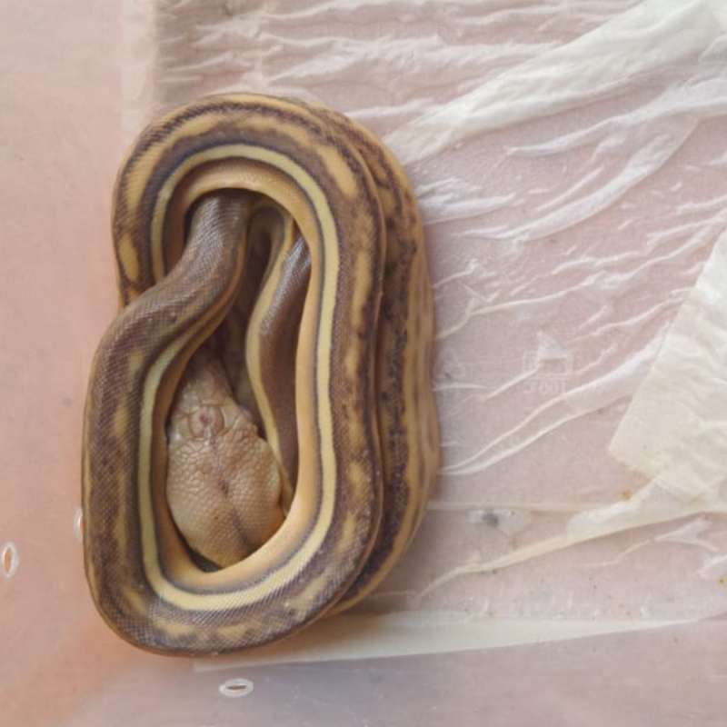 Retic Phantom tiger het albino tipe 3
