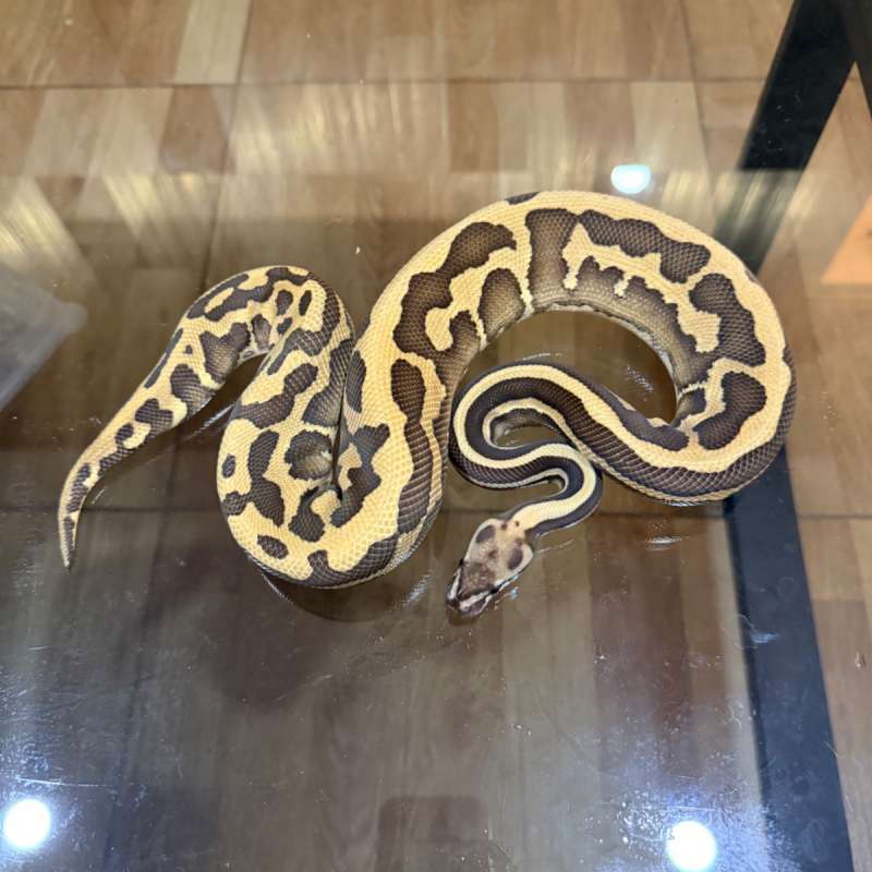 Leopard fire lesser confusion poss het clown