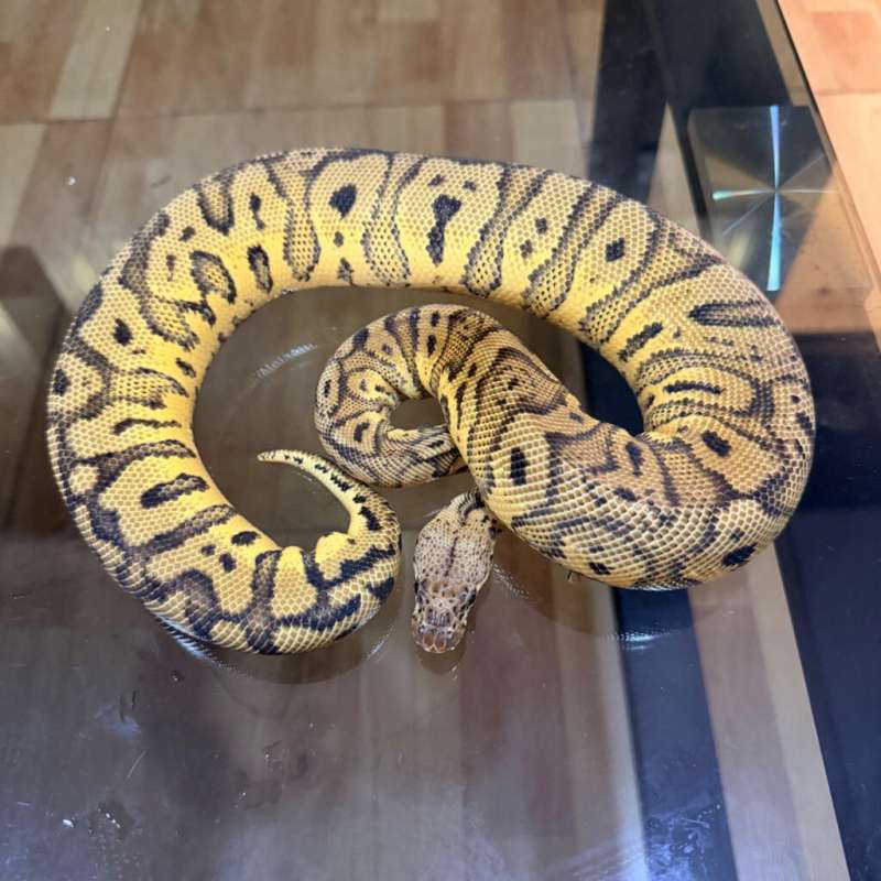 Confusion pastel clown