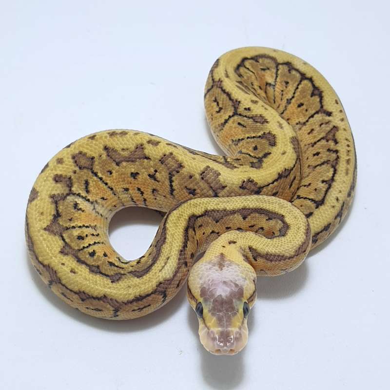 LEMONBLAST HET CLOWN