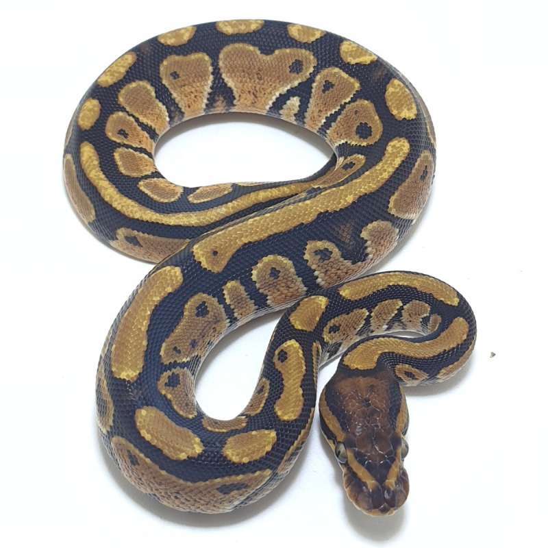 NORMAL HET ALBINO