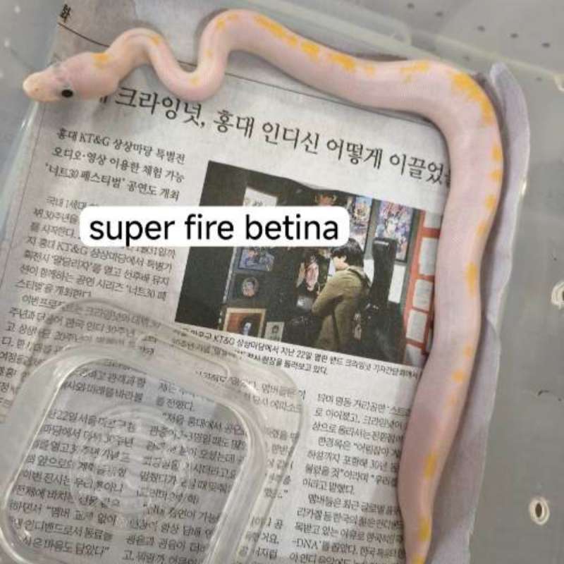 Super Fire pos od yb enchi pinstripe pos het clown