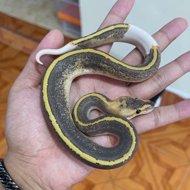 Super gravel champagne